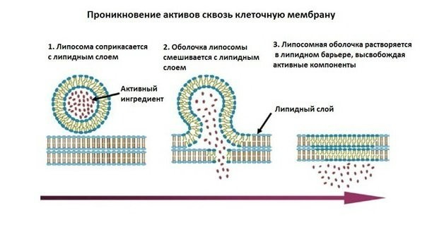 Липосомы